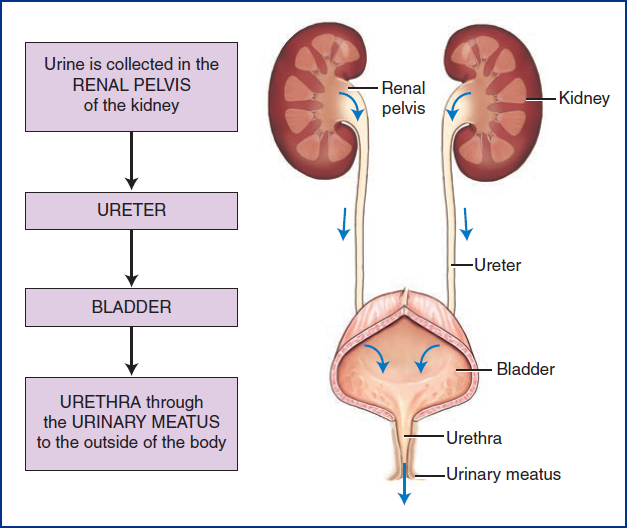 Urinary System - Lesson Number 5